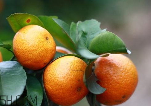 沙糖桔的产地在哪里,正宗的沙糖桔的产地