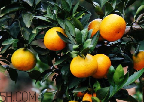 黄岩蜜桔的特点,黄岩蜜桔的特点是什么