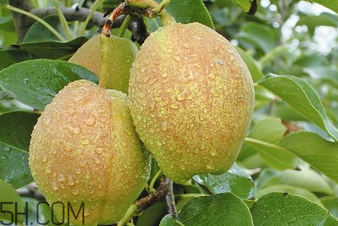 香梨能多吃吗,香梨什么人不能吃