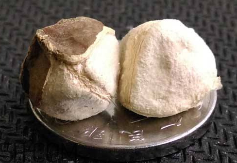 辣木籽什么味道的,辣木籽什么味道的代表身体健康