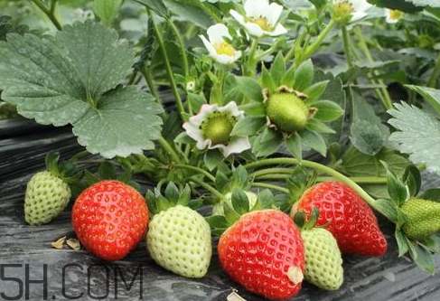 大棚草莓苗品种,买草莓苗哪个品种好