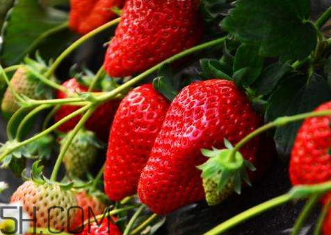 红颜草莓和奶油草莓的区别,红颜草莓和红颜奶油草莓有什么区别