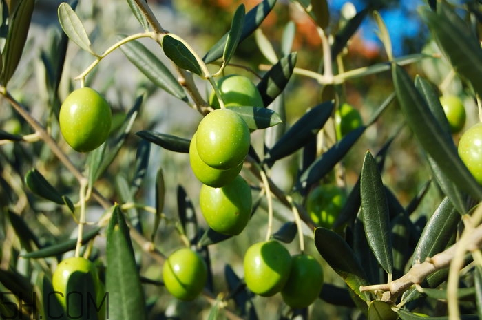 抗氧化的水果和蔬菜有哪些,抗氧化的水果有哪些