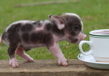 茶杯猪的特点(茶杯猪的特点)