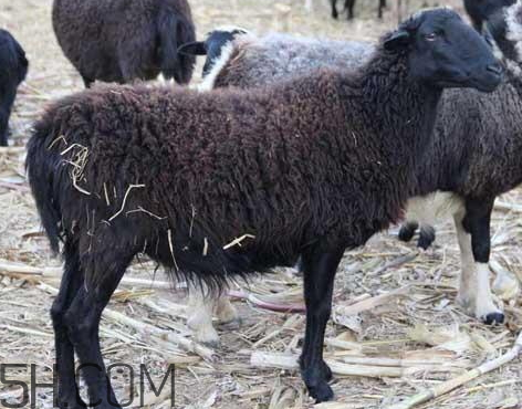 乌骨羊的价值,乌骨羊的营养价值 乌骨羊的价值,乌骨羊的营养价值