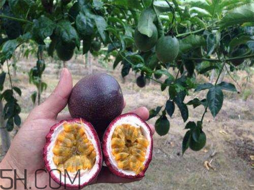 螃蟹和柿子一起吃会怎样,柚子和降压药一起吃会怎样