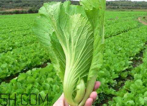 10斤芥菜配方,十斤芥菜的腌制方法 10斤芥菜配方,十斤芥菜的腌制方法