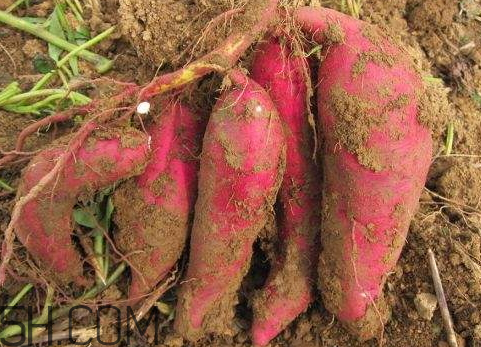 出淀粉最多的红薯是什么,什么红薯出淀粉量高