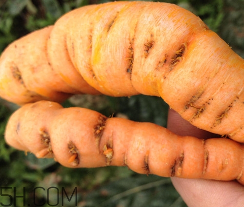 鲜地黄为什么要冷冻,鲜地黄是冷藏还是冷冻