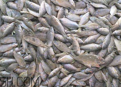 鲫鱼怎么冷冻保鲜,鲫鱼怎么冷冻保存