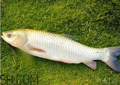 草鱼可以冷藏吗,草鱼可以冷冻保存吗 草鱼可以冷藏吗,草鱼可以冷冻保存吗