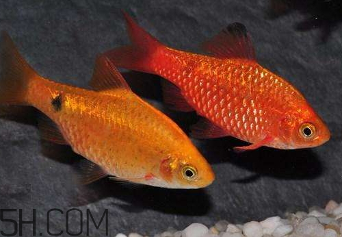 鲫鱼肚子发红是什么病能吃吗,鲫鱼全身发红是什么病