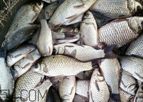 鲫鱼有点臭了还能吃吗,鲫鱼臭了还能吃吗