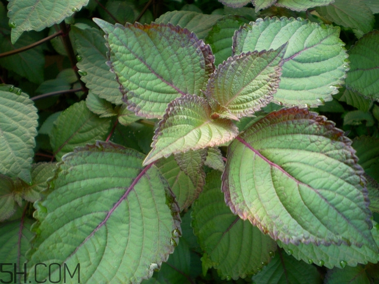 紫苏的功效和作用的功能和主治,紫苏的功效和作用