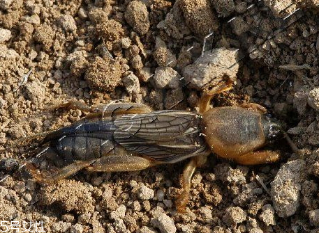 蝼蛄的功效(蝼蛄的功效和作用,蝼蛄的副作用) 蝼蛄的功效(蝼蛄的功效和作用,蝼蛄的副作用)