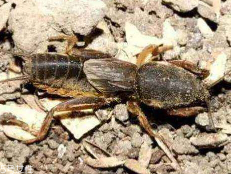 蝼蛄的繁殖时间(一对蝼蛄一年可以繁殖多少)