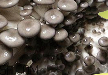 蘑菇的功效和作用禁忌,蘑菇的功效和作用以及营养价值 蘑菇的功效和作用禁忌,蘑菇的功效和作用以及营养价值