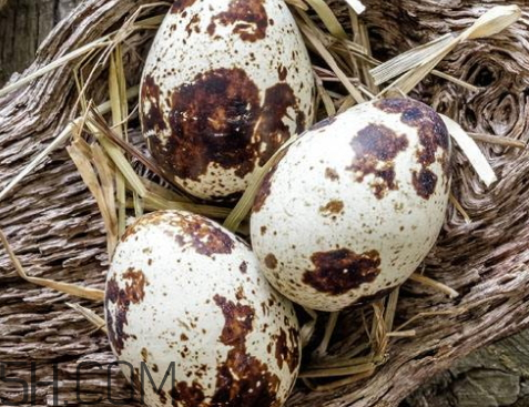 鹌鹑蛋表面发霉了还能吃吗,鹌鹑蛋会坏吗