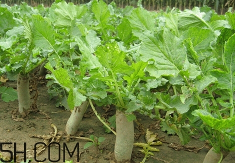 潍坊的萝卜皮,比不上潍县的萝卜皮