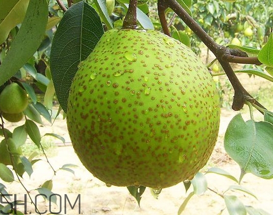 莱阳梨的功效和作用和禁忌,莱阳梨的功效和作用