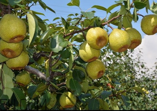 莱阳梨和砀山梨哪个好吃,莱阳梨和砀山梨哪个好 莱阳梨和砀山梨哪个好吃,莱阳梨和砀山梨哪个好
