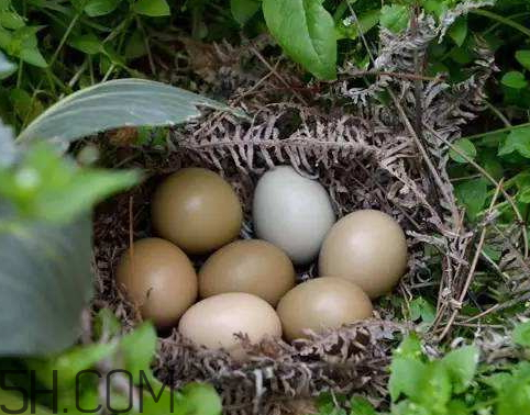 野鸡蛋的特点,野鸡蛋的价值
