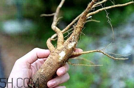 人参和土人参的区别,土参和土人参的区别