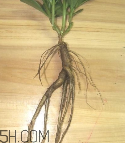 土人参叶子可以吃吗,土人参叶子可以吃吗,有功效吗