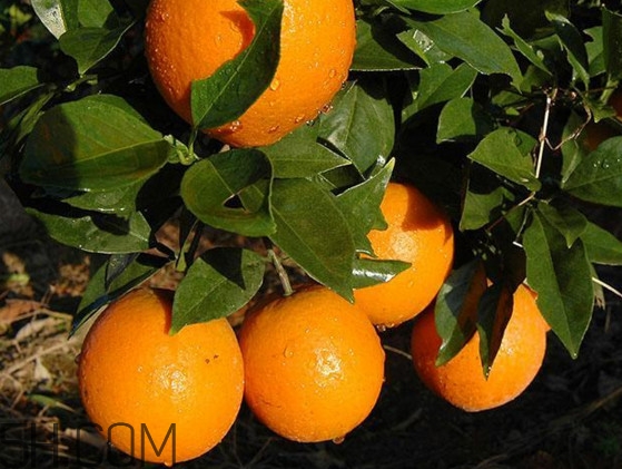 脐橙哪里的最好吃排名,中国哪里的脐橙最好