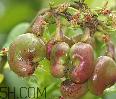 腰果长在哪里图片,腰果长在哪里的