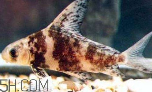 胭脂鱼是热带鱼吗,胭脂鱼是什么鱼 胭脂鱼是热带鱼吗,胭脂鱼是什么鱼