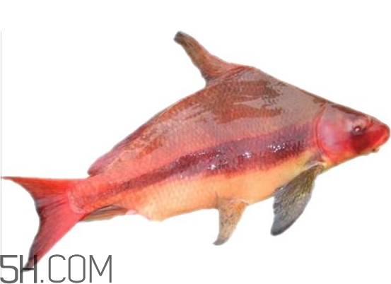 野生胭脂鱼是保护动物吗,胭脂鱼是保护动物吗