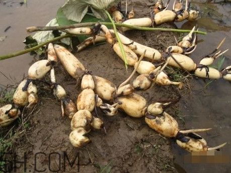 莲藕什么时候种植最佳,种藕怎样种植,什么时候