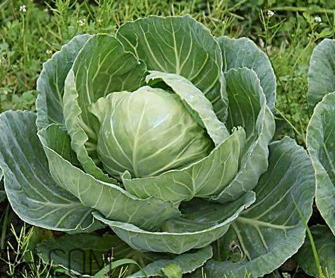 卷心菜可以减肥吗,卷心菜减肥法怎么吃效果好 卷心菜可以减肥吗,卷心菜减肥法怎么吃效果好