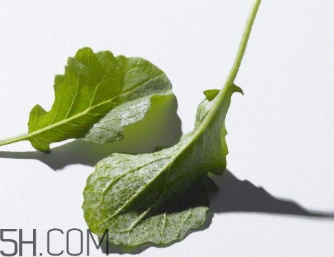 萝卜叶是酸性还是碱性,萝卜是酸性还是碱性的