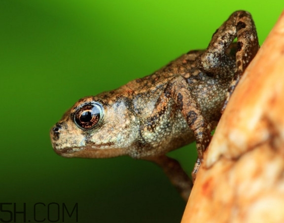 林蛙生活在什么样的环境中,林蛙生活在什么地方