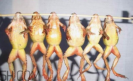 林蛙可以带上飞机吗,坐飞机可以带林蛙吗