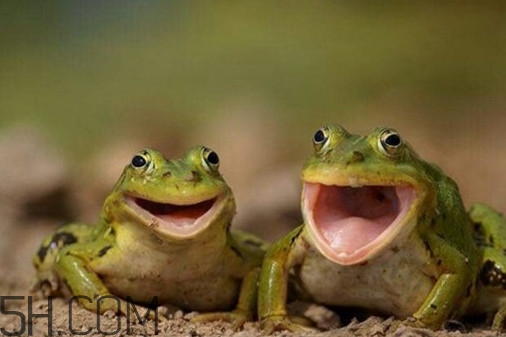 林蛙是田鸡吗,林蛙和田鸡 林蛙是田鸡吗,林蛙和田鸡