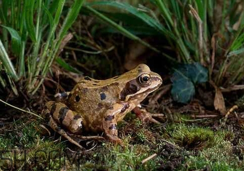 林蛙是国家二级保护动物吗,林蛙是不是国家二级保护动物