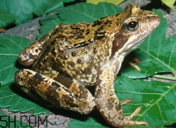 活林蛙吃不了怎么保存,林蛙活的怎么保存