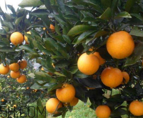 冰糖橙可以多吃吗,冰糖橙高血糖能吃吗