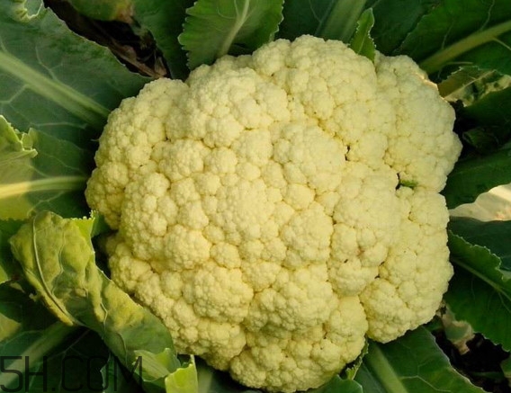 花椰菜变黄还能吃吗,发黄的花椰菜还能吃吗