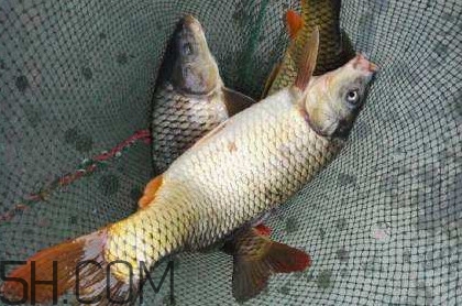 黄河鲤鱼和普通鲤鱼的区别图片,黄河大鲤鱼多少钱一斤2021