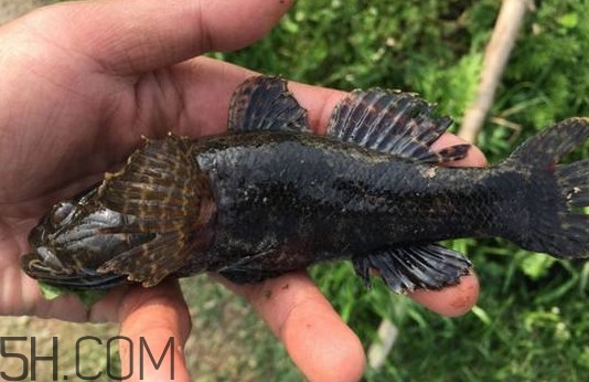 塘鳢鱼和松江鲈鱼有什么区别,松江鲈鱼和沙塘鳢 塘鳢鱼和松江鲈鱼有什么区别,松江鲈鱼和沙塘鳢