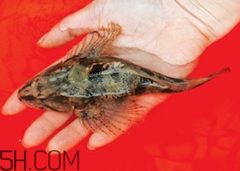 松江鲈鱼人工养殖技术介绍,松江鲈鱼养殖基地