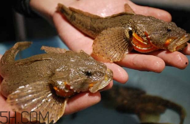 松江鲈鱼的松江在哪里,松江哪里能吃到松江鲈鱼