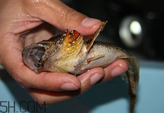 松江鲈鱼是保护动物吗,松江鲈鱼是国家保护动物吗