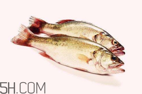 鲈鱼为什么不好养,鲈鱼好养吗