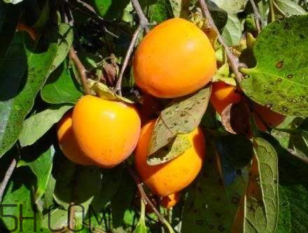 萝卜不能和什么一起吃 食物相克表,萝卜不能和什么一起吃香哈