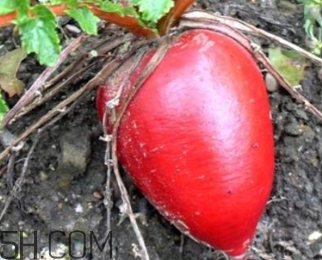 红萝卜和胡萝卜的区别图片,红萝卜和胡萝卜有区别吗?